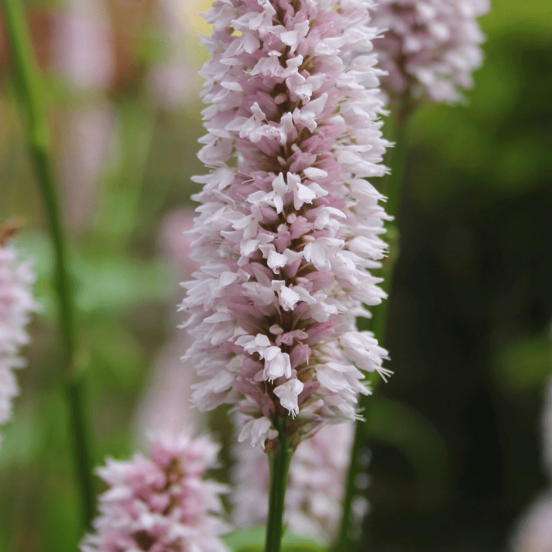 Persicaria Bistorta Common Bistort