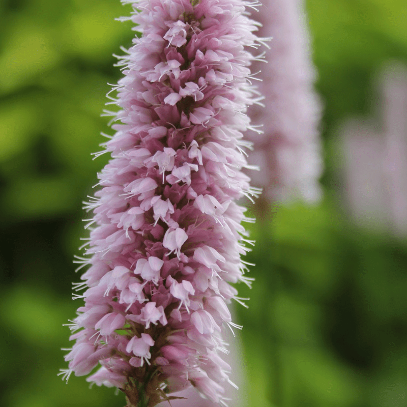 Persicaria Bistorta Common Bistort