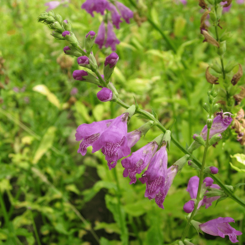 Physostegia Virginiana Obedient Plant