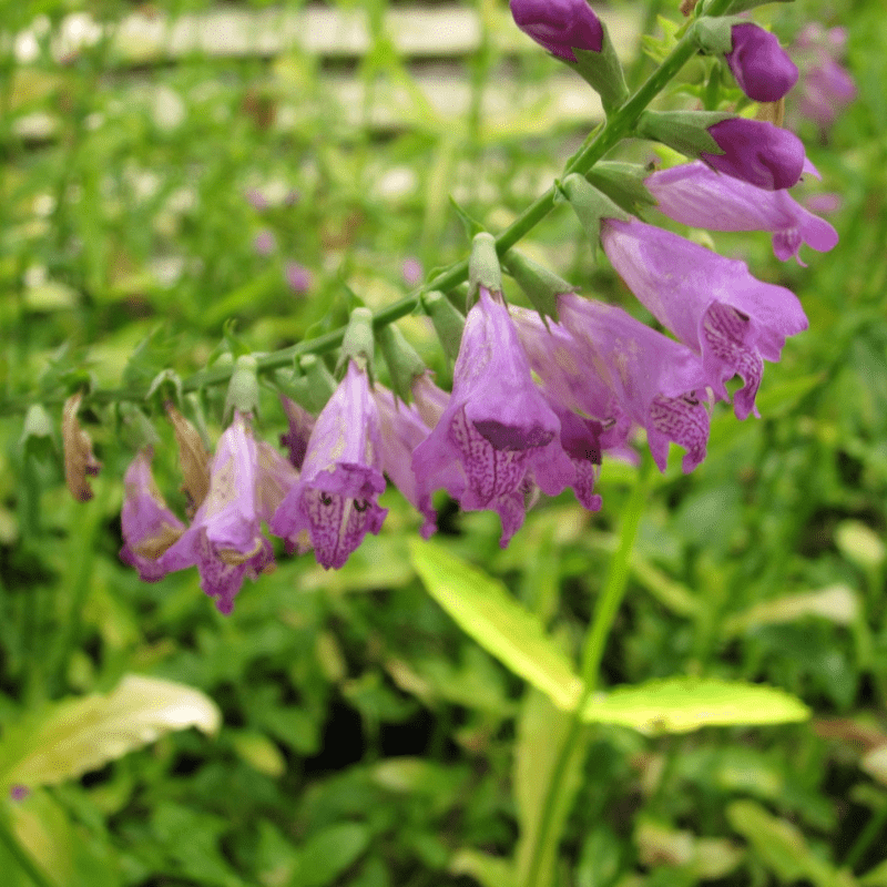 Physostegia Virginiana Obedient Plant