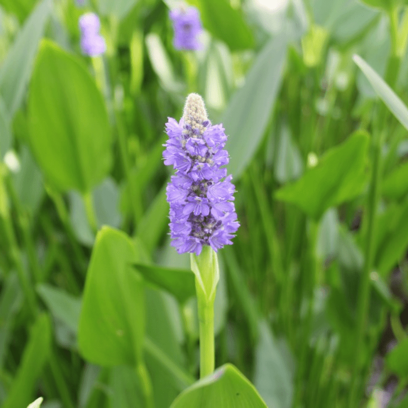 Pontederia Cordata Lanceolata Giant Pickerel Weed