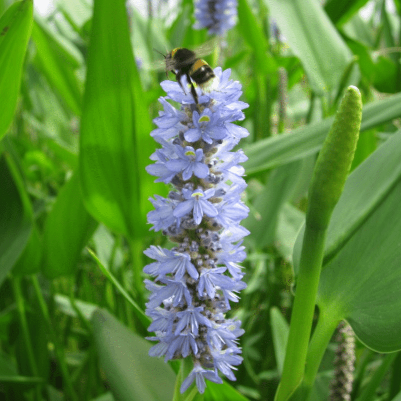 Pontederia Cordata Lanceolata Giant Pickerel Weed