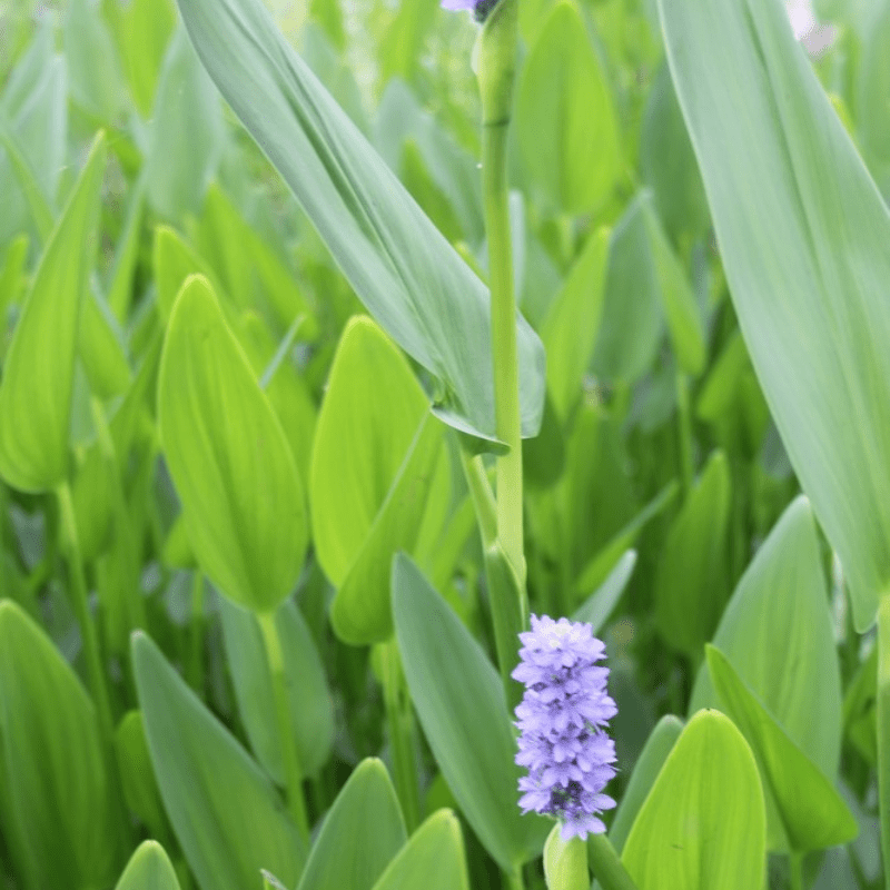 Pontederia Cordata Lanceolata Giant Pickerel Weed