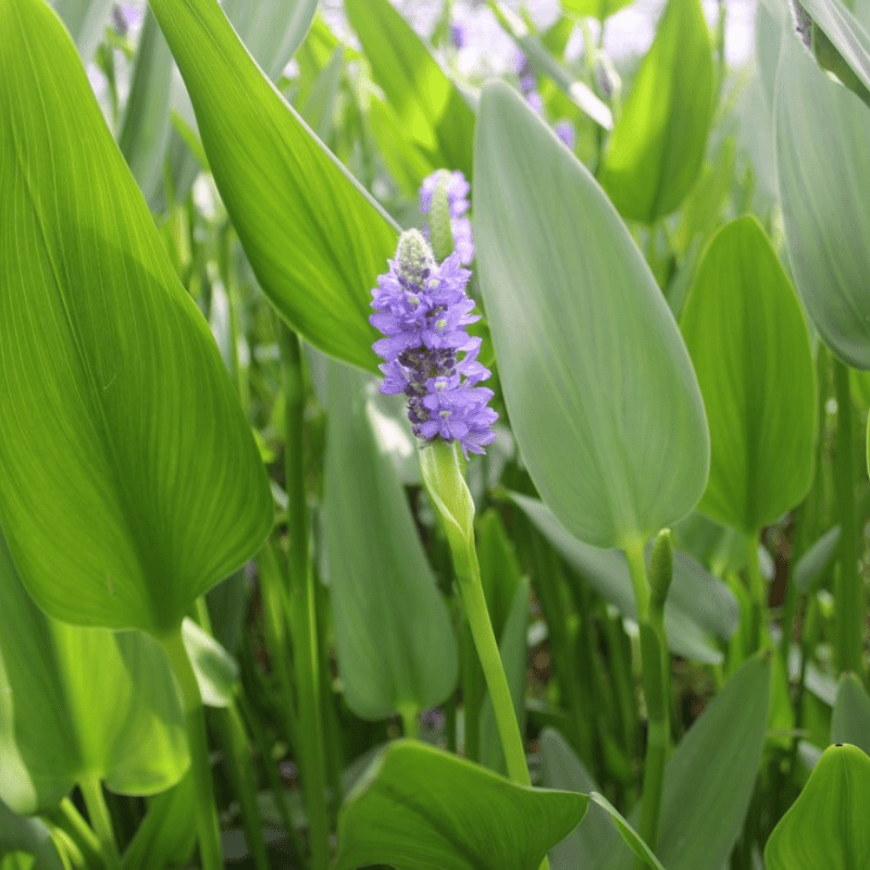 Pontederia Cordata Lanceolata Giant Pickerel Weed