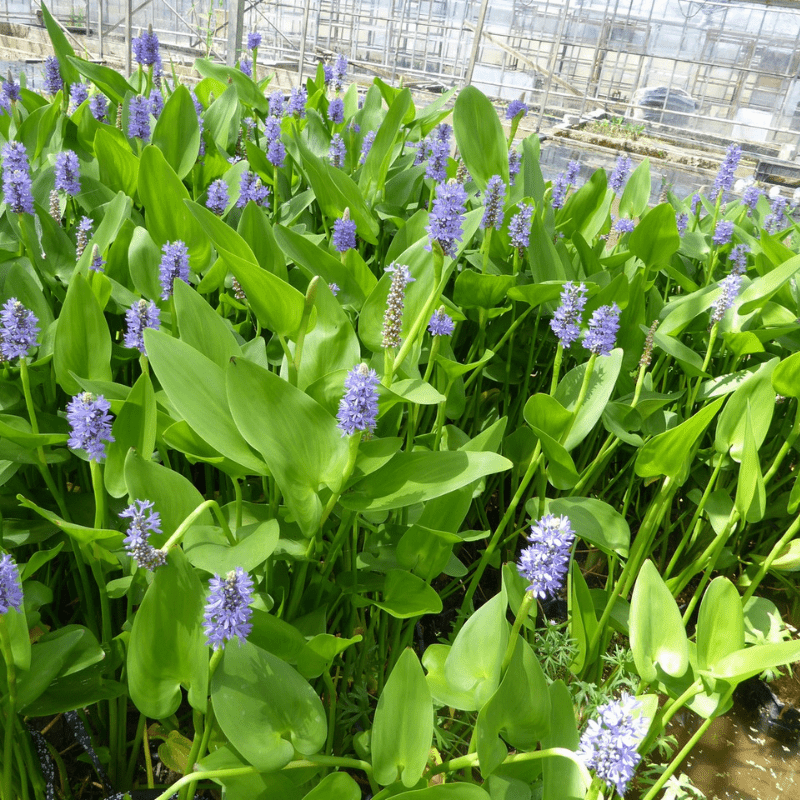 Pontederia Cordata Pickerel Weed