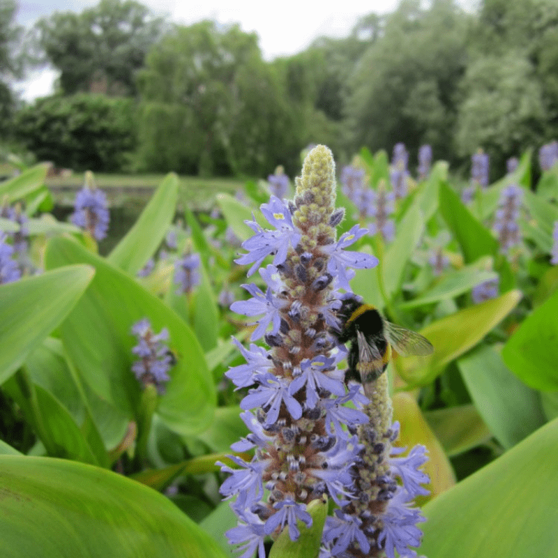 Pontederia Cordata Pickerel Weed