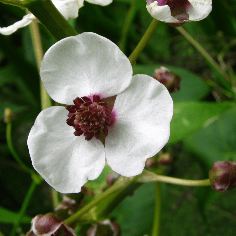 Sagittaria Sagittifolia Arrowhead