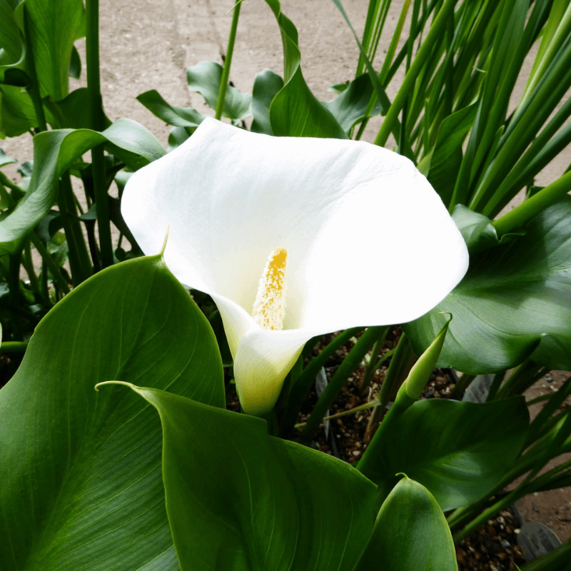 Zantedeschia Aethiopica Crowborough Arum Lily