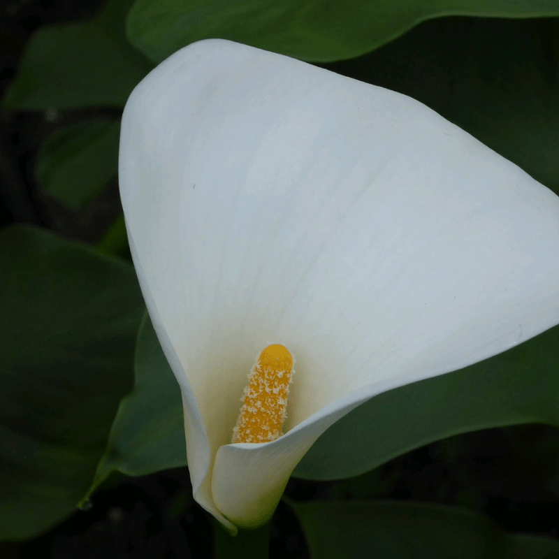 Zantedeschia Aethiopica Crowborough Arum Lily