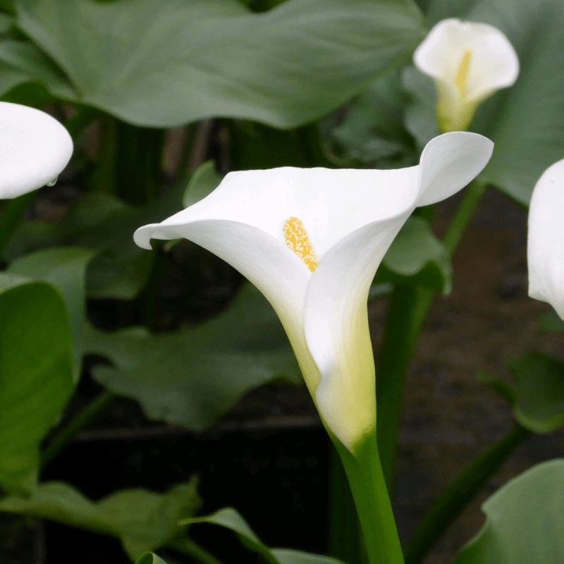 Zantedeschia Aethiopica Crowborough Arum Lily