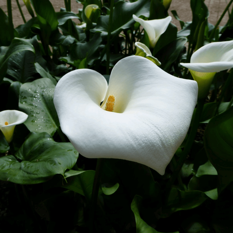 Zantedeschia Aethiopica Crowborough Arum Lily