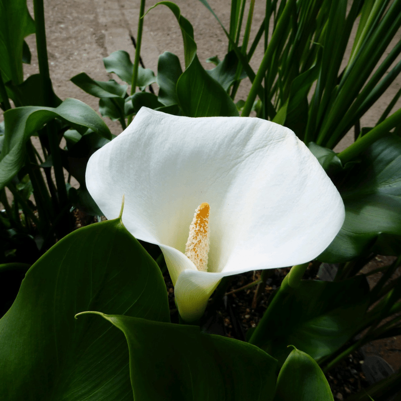 Zantedeschia Aethiopica Crowborough Arum Lily