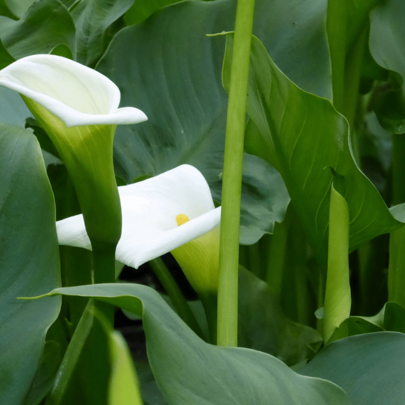 Zantedeschia Aethiopica Crowborough Arum Lily