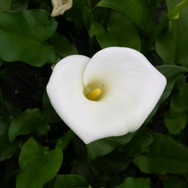 Zantedeschia Aethiopica Crowborough Arum Lily