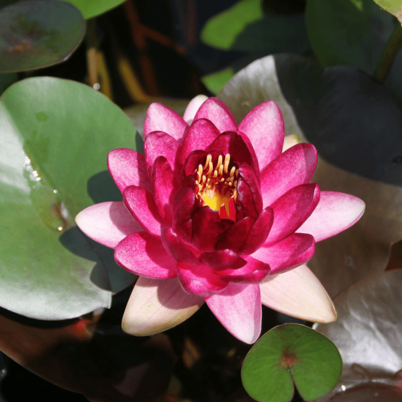 Nymphaea Almost Black Water Lily