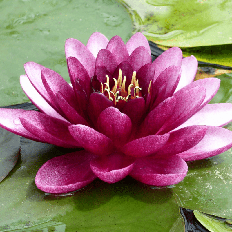 Nymphaea Almost Black Water Lily