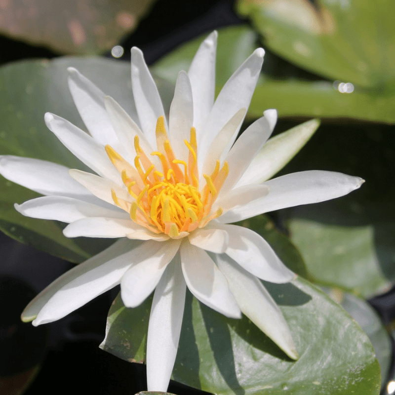 Nymphaea Arc-En-Ciel Water Lily