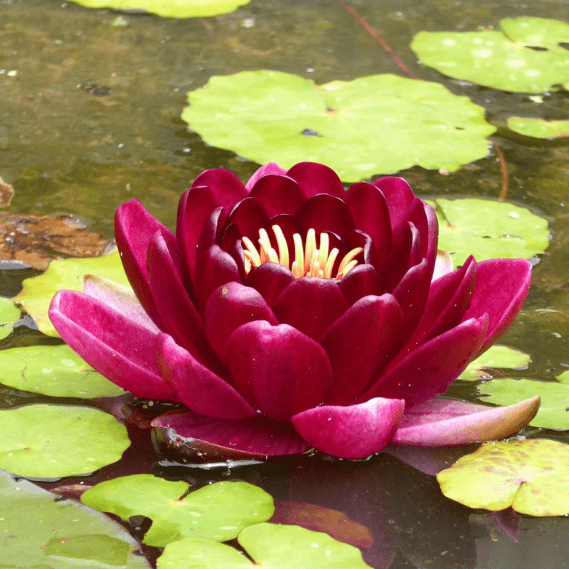 Nymphaea Black Princess Water Lily