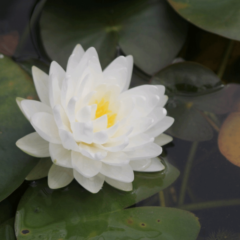 Nymphaea Gonnere Water Lily