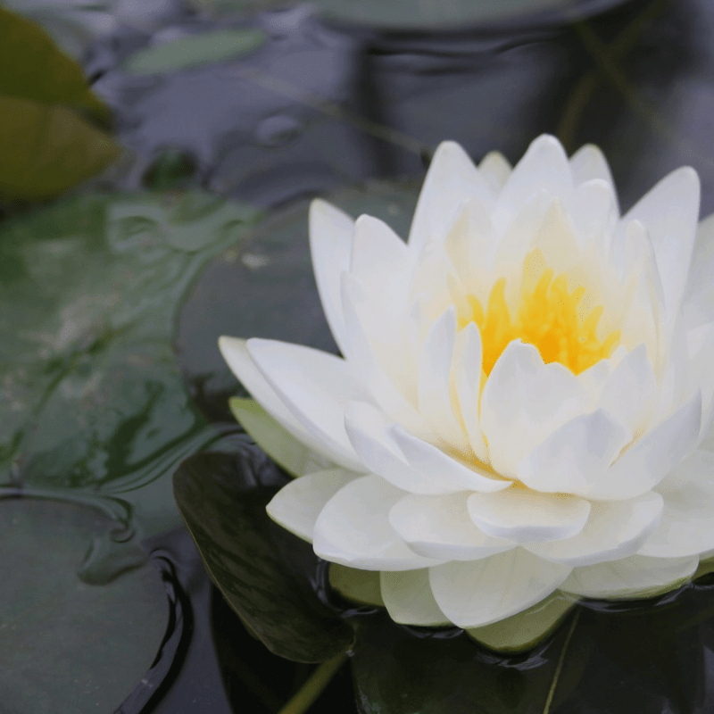 Nymphaea Gonnere Water Lily