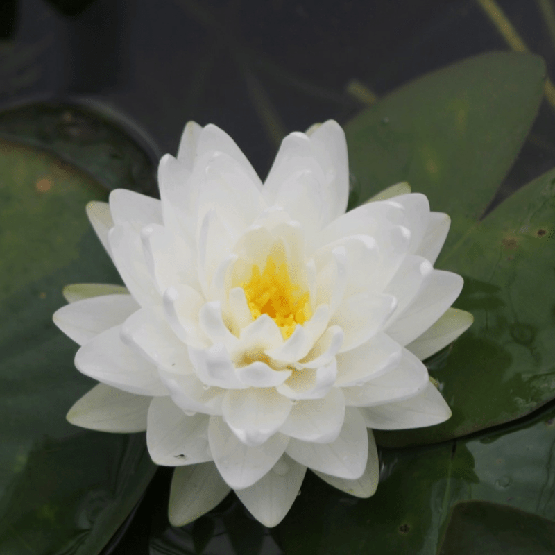 Nymphaea Gonnere Water Lily