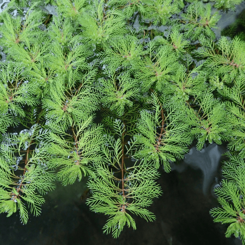 Myriophyllum Brasiliensis Red Stem Red Stemmed Parrots Feather