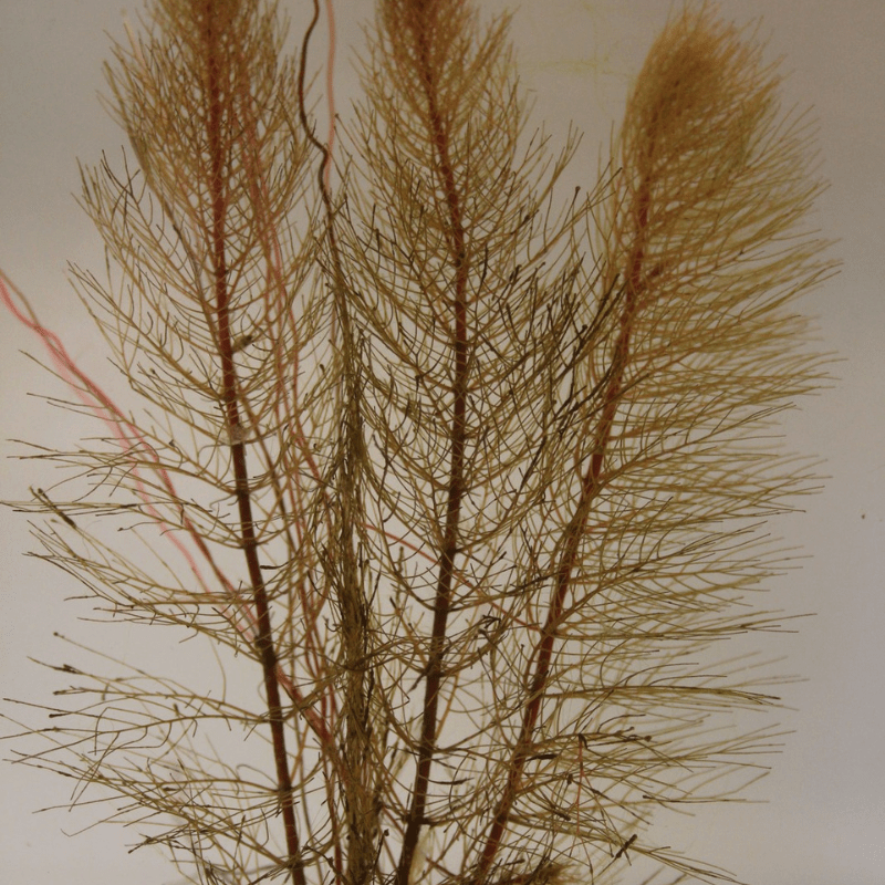 Myriophyllum Brasiliensis Red Stem Red Stemmed Parrots Feather