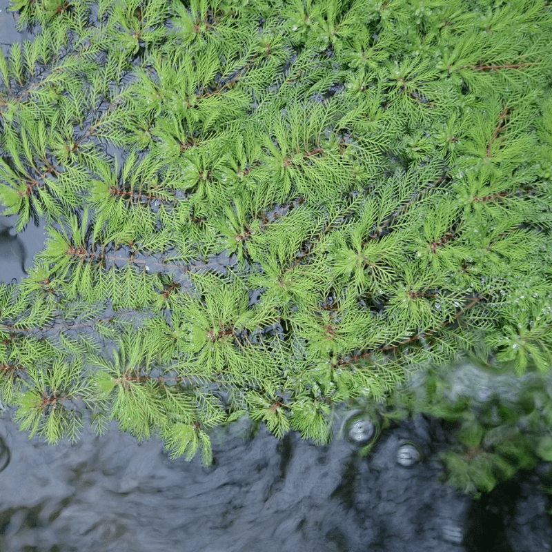 Myriophyllum Brasiliensis Red Stem Red Stemmed Parrots Feather