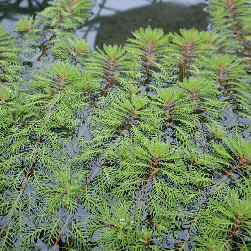 Myriophyllum Brasiliensis Red Stem Red Stemmed Parrots Feather