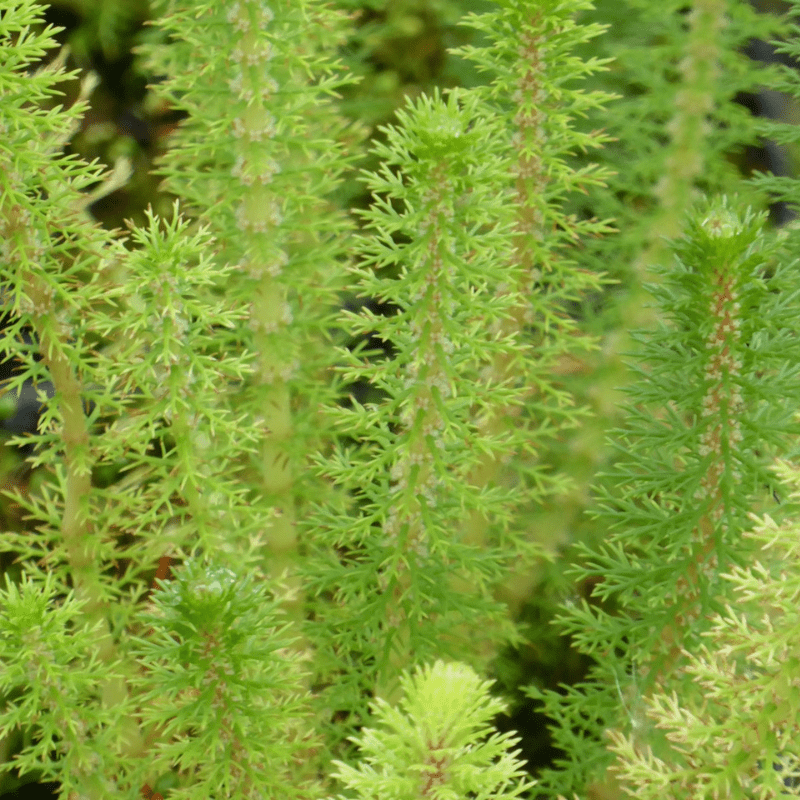 Myriophyllum Crispatum Upright Water Milfoil