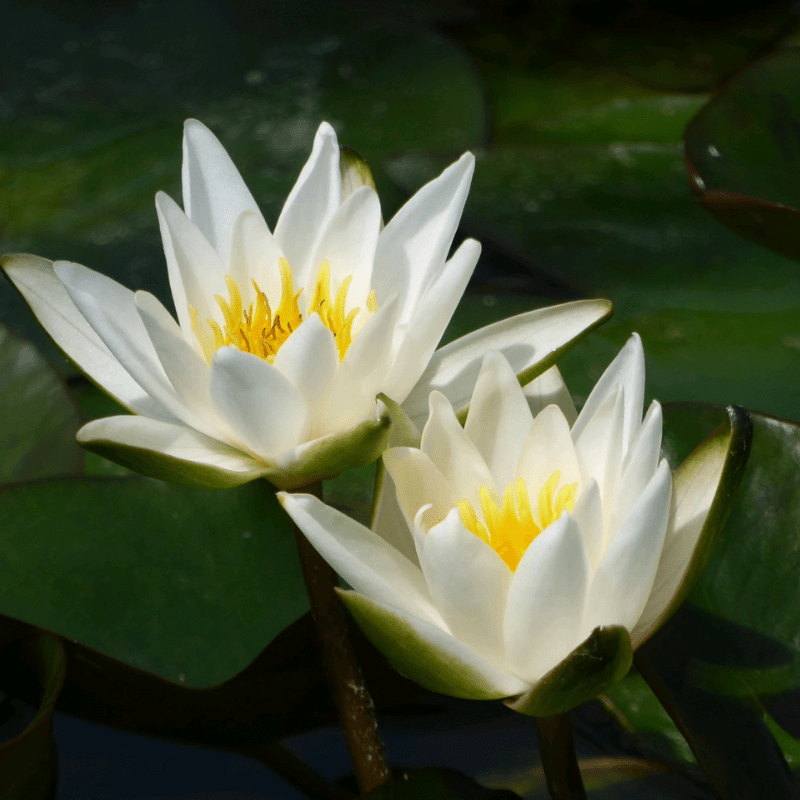 Nymphaea Snow Princess Water Lily