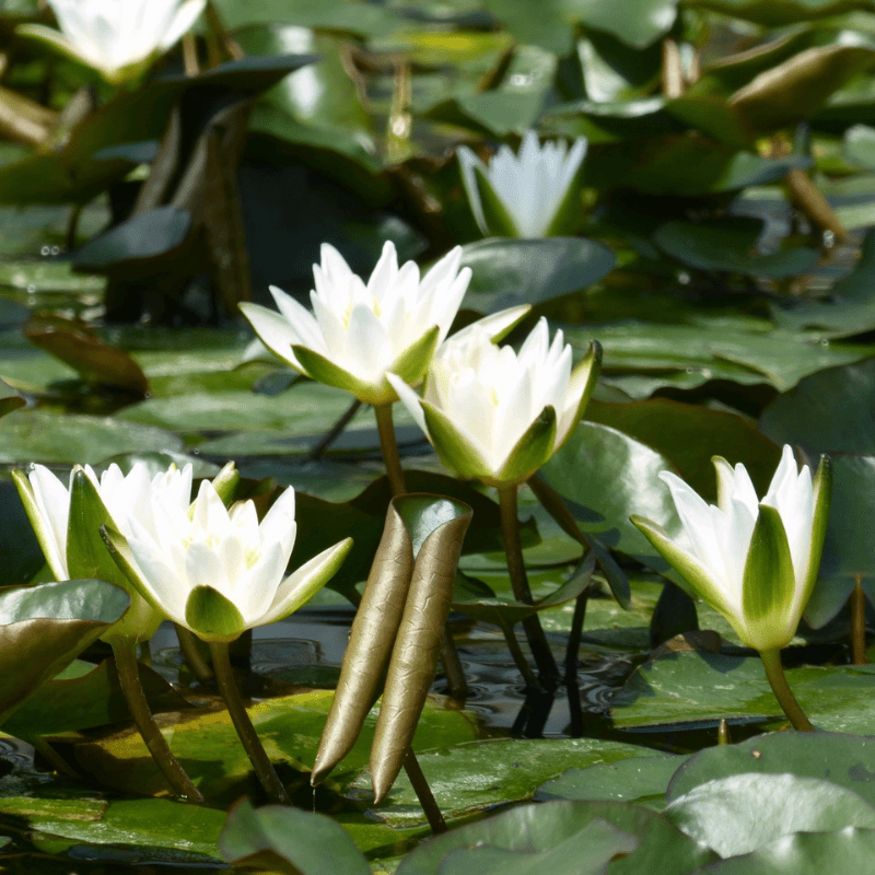 Nymphaea Snow Princess Water Lily