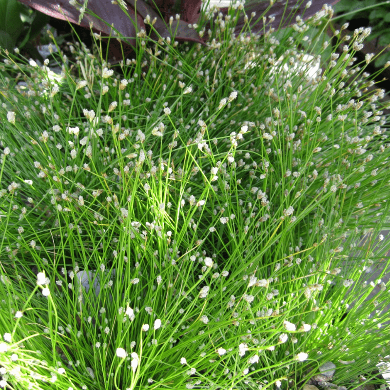 Scirpus Cernuus Fibre Optic Plant