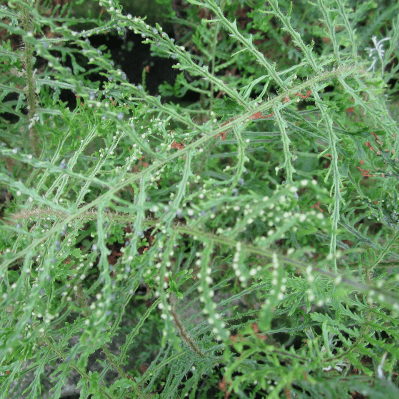 Dryopteris Filix-mas Linearis Slender Crested Male Fern