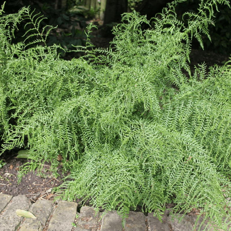 Dryopteris Filix-mas Linearis Slender Crested Male Fern