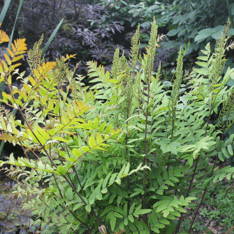 Osmunda Regalis Royal Fern