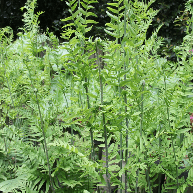 Osmunda Regalis Royal Fern