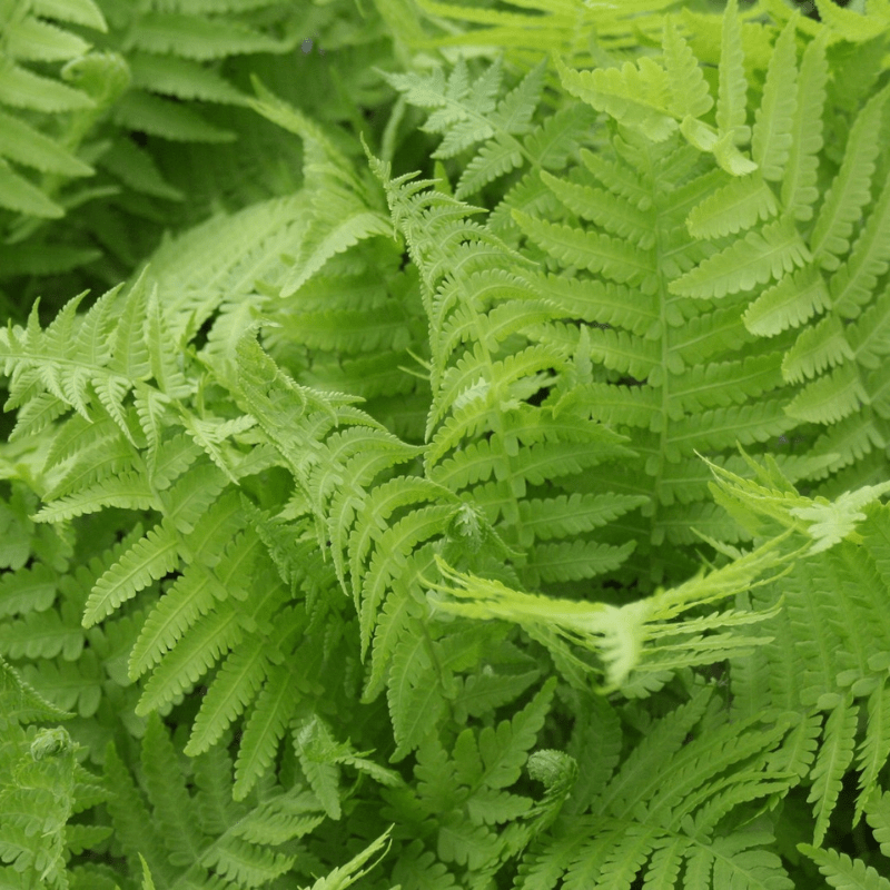 Thelypteris Palustris Marsh Fern