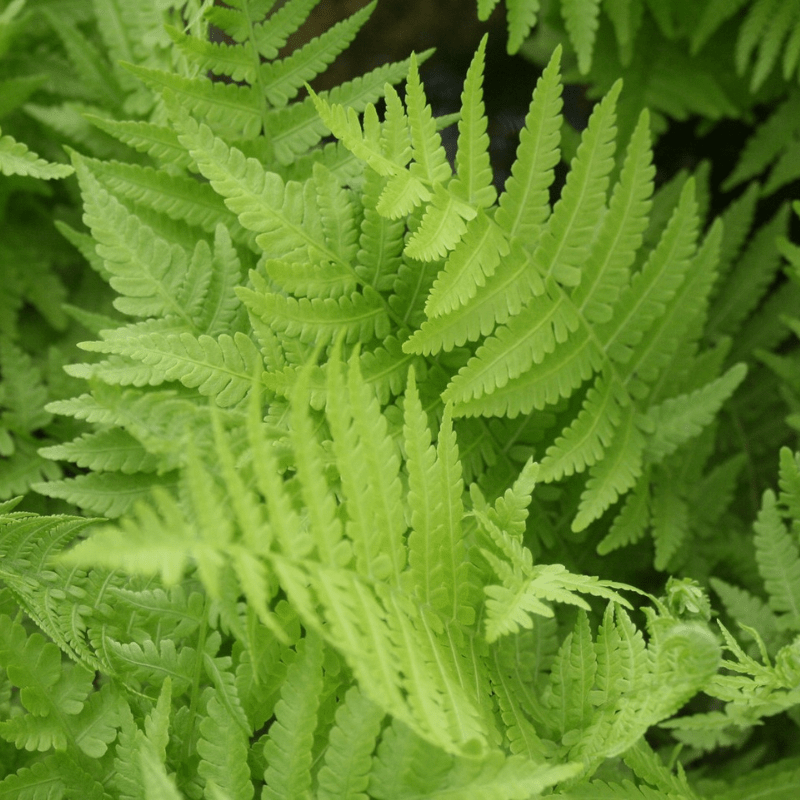 Thelypteris Palustris Marsh Fern