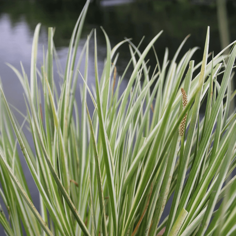 Acorus Gramineus Variegatus Variegated Slender Sweet Flag