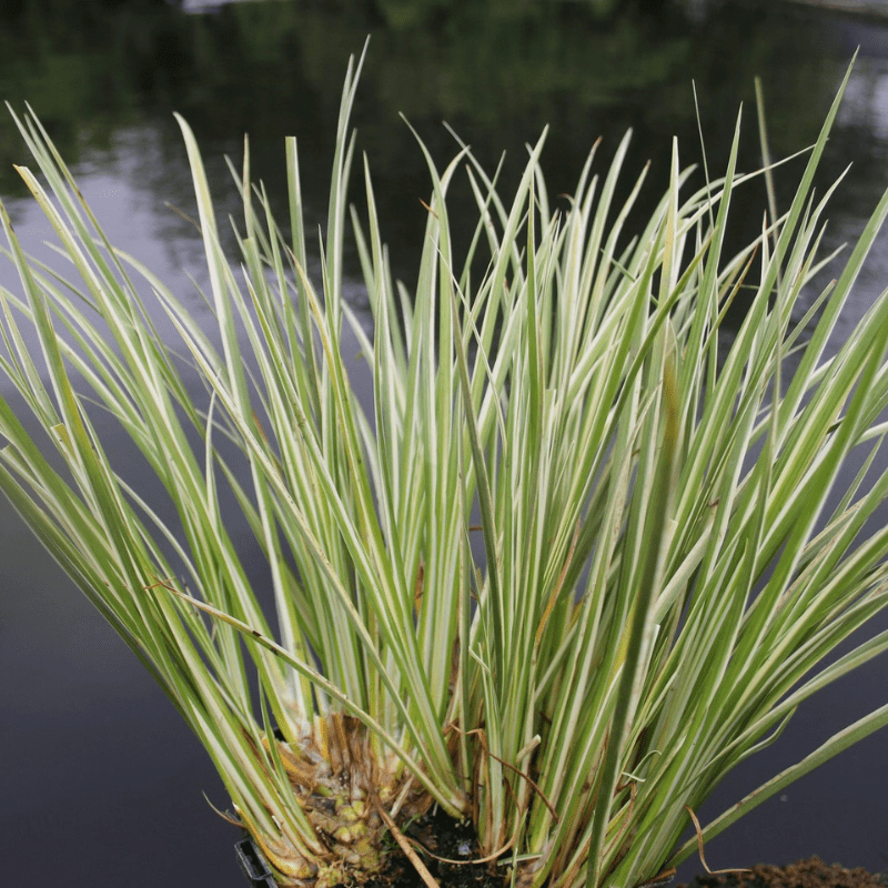 Acorus Gramineus Variegatus Variegated Slender Sweet Flag