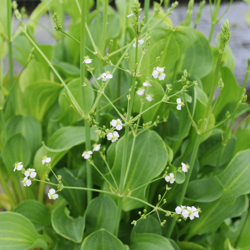 Alisma Parviflorum American Water Plantain