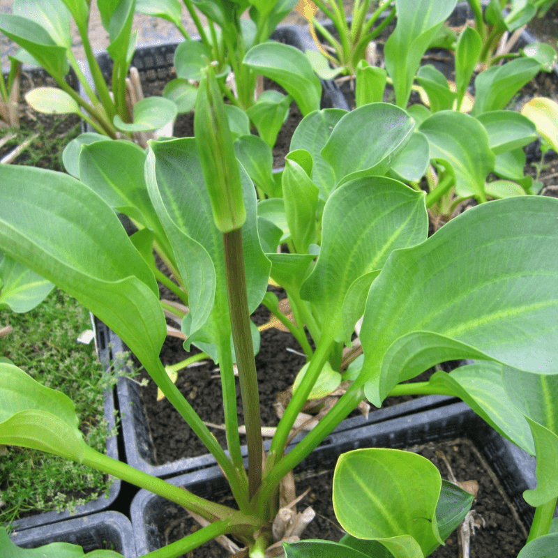 Alisma Parviflorum American Water Plantain