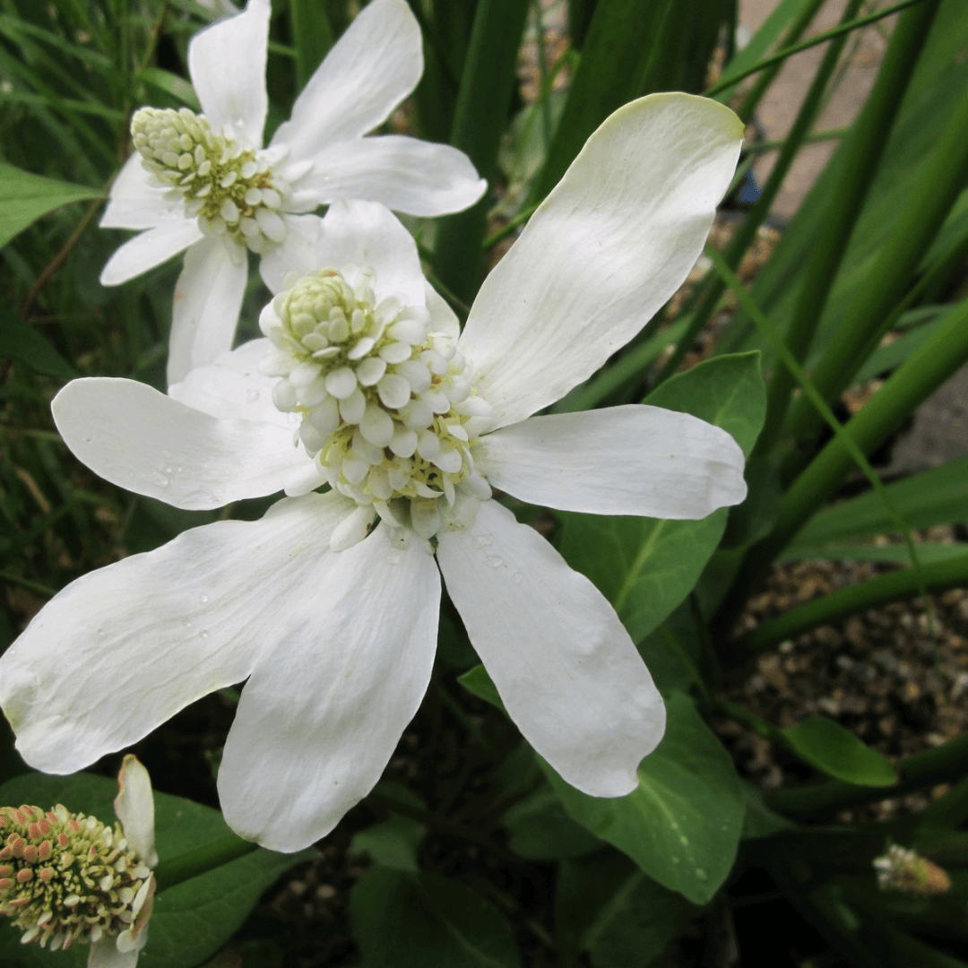 Anemopsis Californicum Apache Beads