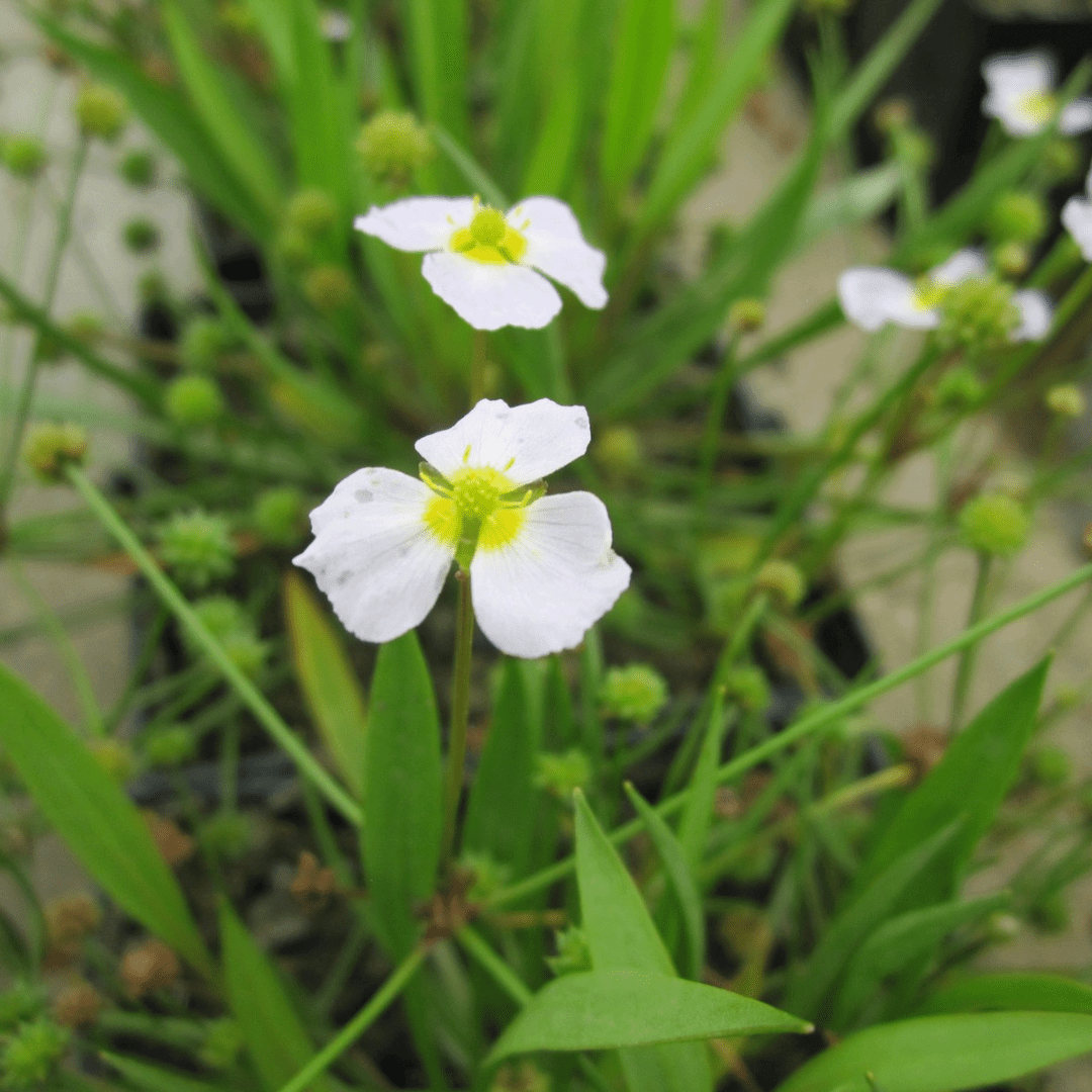 Baldellia Ranunculoides Lesser Water Plantain