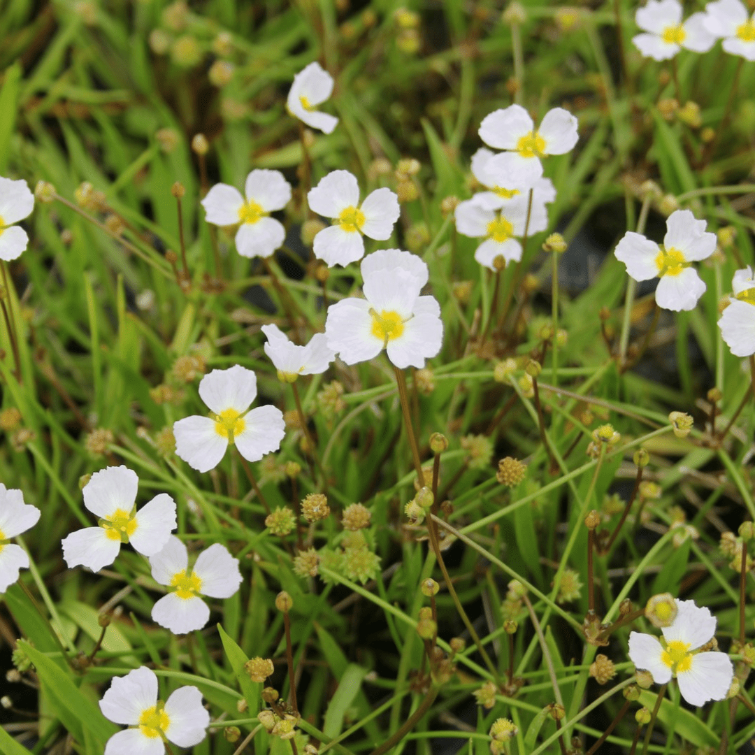 Baldellia Ranunculoides Lesser Water Plantain