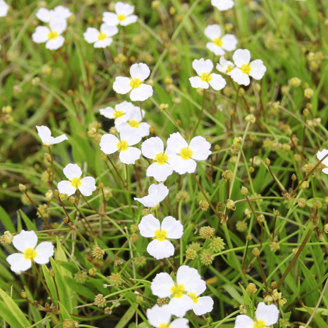 Baldellia Ranunculoides Lesser Water Plantain