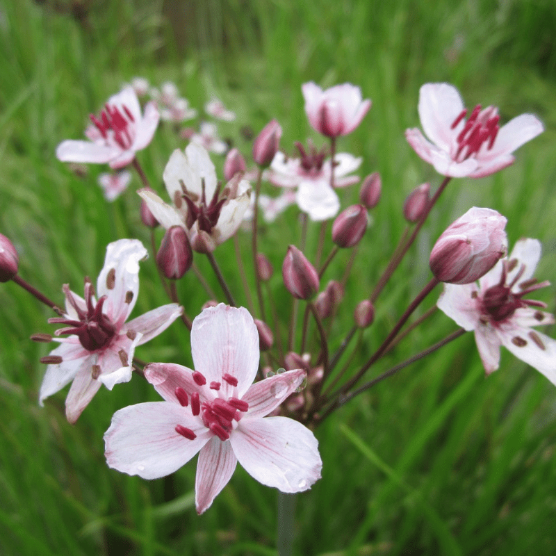 Butomus Umbellatus Flowering Rush