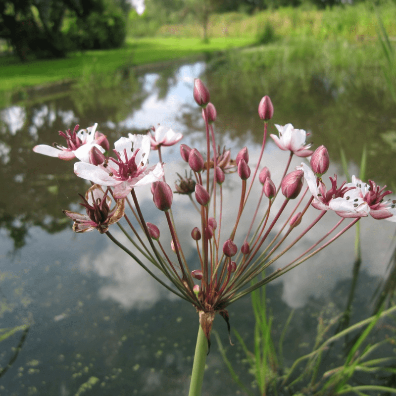 Butomus Umbellatus Flowering Rush