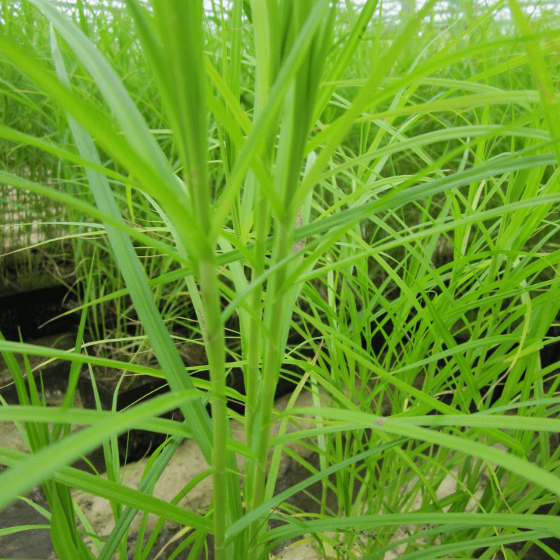 Carex Muskingumensis Musk Sedge